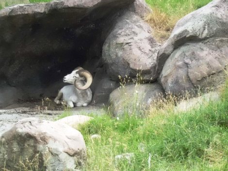 The Dall's Sheep